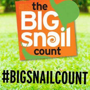 big snail count