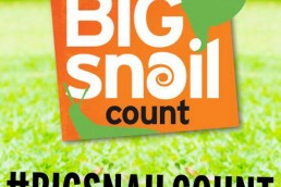 big snail count