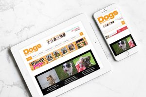 dogs monthly digital